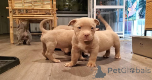 Photo №2 to announcement № 140370 for the sale of american bully - buy in Germany private announcement, breeder