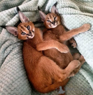 Photo №1. caracal - for sale in the city of Мадрид | 845$ | Announcement № 50791