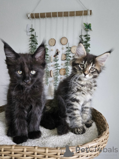 Photo №1. maine coon - for sale in the city of Munich | negotiated | Announcement № 177874