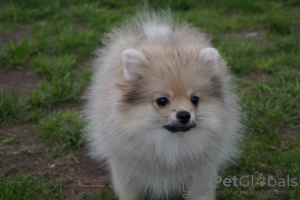 Additional photos: Pomeranian girl