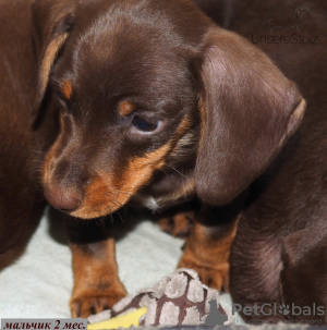 Photo №4. I will sell dachshund in the city of Москва. breeder - price - negotiated