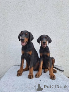 Photo №1. dobermann - for sale in the city of ARIS | negotiated | Announcement № 151115