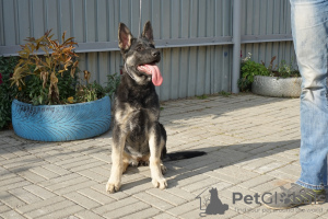 Photo №2 to announcement № 7964 for the sale of east-european shepherd - buy in Russian Federation from nursery