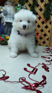 Photo №1. samoyed dog - for sale in the city of Minsk | 376$ | Announcement № 4982