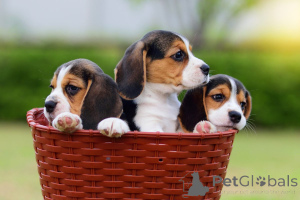Photo №1. beagle - for sale in the city of Bünsdorf | 320$ | Announcement № 167675