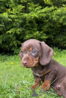 Photo №2 to announcement № 103820 for the sale of dachshund - buy in United States private announcement