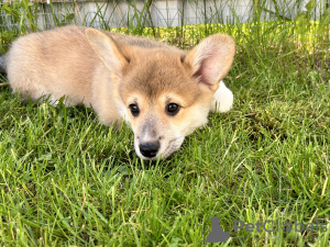 Photo №3. Pembroke Welsh Corgi puppies. Italy