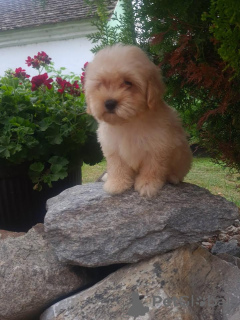 Photo №2 to announcement № 69184 for the sale of maltipu - buy in Serbia breeder