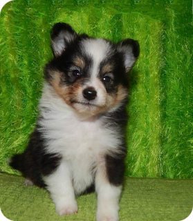 Photo №3. Wonderful boys and sheltie girls are offered for reservation. Russian Federation