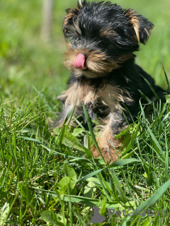 Additional photos: Beautiful miniature Yorkshire terrier puppies