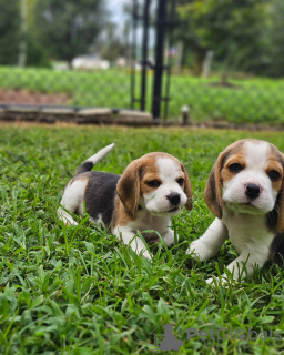 Additional photos: beagle puppies looking for their new homes