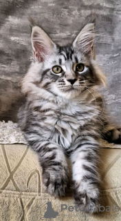 Photo №2 to announcement № 118292 for the sale of maine coon - buy in United States private announcement