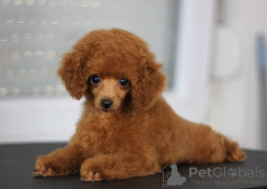 Photo №1. poodle (toy) - for sale in the city of Belgrade | negotiated | Announcement № 119423