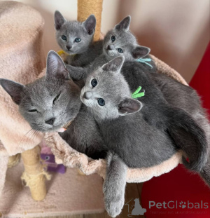 Photo №2 to announcement № 146274 for the sale of russian blue - buy in Russian Federation private announcement