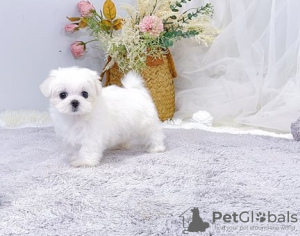 Photo №1. maltese dog - for sale in the city of Leoben | 371$ | Announcement № 107542