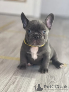 Photo №2 to announcement № 30345 for the sale of french bulldog - buy in Germany private announcement