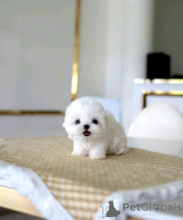 Photo №3. Teacup Maltese puppy for adoption. United States