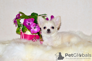Photo №2 to announcement № 8466 for the sale of chihuahua - buy in Russian Federation from nursery, breeder