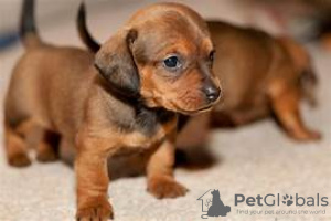 Photo №2 to announcement № 127413 for the sale of dachshund - buy in Finland breeder