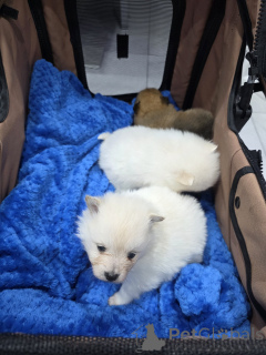 Photo №4. I will sell pomeranian in the city of ALAVUS. private announcement - price - 826$