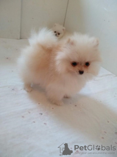 Photo №3. Purebred Pomeranian puppies BOO. Serbia