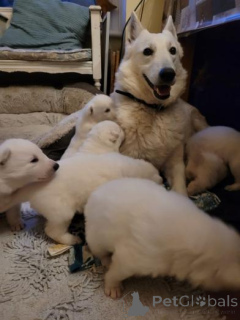 Photo №2 to announcement № 158938 for the sale of german shepherd - buy in Montenegro private announcement