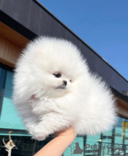 Photo №1. pomeranian - for sale in the city of Штутгарт | 380$ | Announcement № 120036