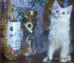 Photo №1. maine coon - for sale in the city of Zhytomyr | 957$ | Announcement № 9063