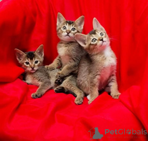 Photo №1. abyssinian cat - for sale in the city of Aachen | 361$ | Announcement № 173276