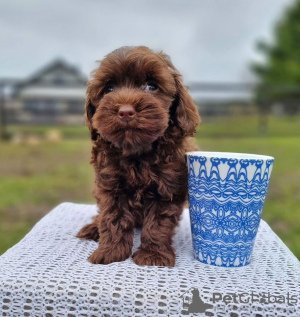 Photo №2 to announcement № 133679 for the sale of poodle (dwarf) - buy in United States private announcement