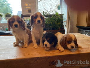 Photo №1. cavalier king charles spaniel - for sale in the city of Дрезден | 370$ | Announcement № 41583