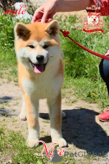Additional photos: Akita-inu male with FCI-documents