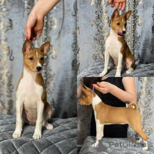 Photo №1. basenji - for sale in the city of Minsk | 208$ | Announcement № 99107