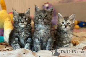 Photo №1. maine coon - for sale in the city of Heidelberg | 361$ | Announcement № 173918