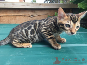 Photo №1. bengal cat - for sale in the city of London Colney | 317$ | Announcement № 109208