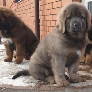 Photo №2 to announcement № 5192 for the sale of tibetan mastiff - buy in Russian Federation breeder