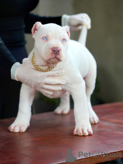 Photo №2 to announcement № 159137 for the sale of american pit bull terrier - buy in Germany private announcement