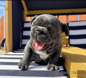 Photo №1. french bulldog - for sale in the city of Мадрид | negotiated | Announcement № 116155