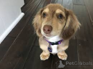 Photo №4. I will sell dachshund in the city of London.  - price - negotiated