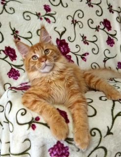 Photo №4. I will sell maine coon in the city of St. Petersburg. from nursery, breeder - price - 813$