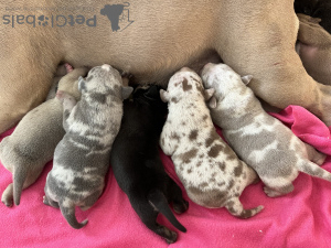 Photo №3. american bully top puppies. Lithuania