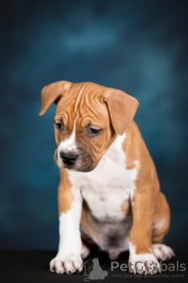 Additional photos: American Staffordshire Terrier with pedigree