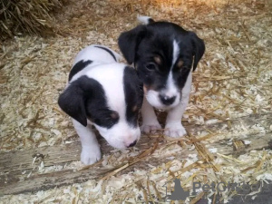 Photo №1. jack russell terrier - for sale in the city of Манчестер | 370$ | Announcement № 13483