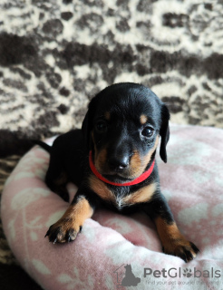 Photo №1. dachshund - for sale in the city of Tallinn | 740$ | Announcement № 103575