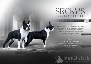 Photo №1. boston terrier - for sale in the city of Belgrade | negotiated | Announcement № 110754