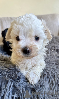 Photo №3. Maltipoo puppy. United States