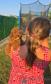 Photo №4. I will sell poodle (toy) in the city of New Garden.  - price - negotiated