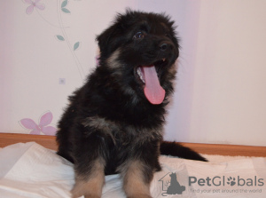 Additional photos: German shepherd puppies