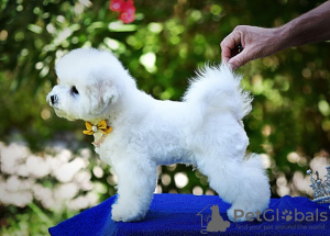 Additional photos: Bichon Frize puppy for sale