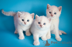Photo №4. I will sell british shorthair in the city of Lviv. from nursery, breeder - price - 600$
